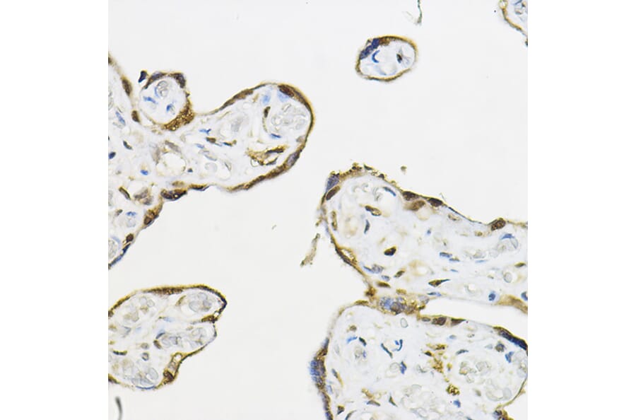 Immunohistochemistry - Anti-TEAD3 Antibody (A12121) - Antibodies.com