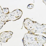 Immunohistochemistry - Anti-TEAD3 Antibody (A12121) - Antibodies.com