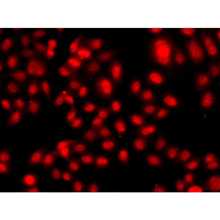 Immunofluorescence - Anti-TEAD3 Antibody (A12121) - Antibodies.com