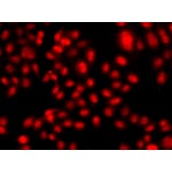 Immunofluorescence - Anti-TEAD3 Antibody (A12121) - Antibodies.com