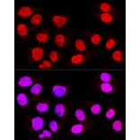 Immunofluorescence - Anti-TEAD3 Antibody (A12121) - Antibodies.com