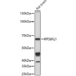 Western Blot - Anti-RPS6KL1 Antibody (A12126) - Antibodies.com