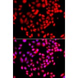 Immunofluorescence - Anti-RPS6KL1 Antibody (A12126) - Antibodies.com