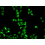 Immunofluorescence - Anti-HDGFRP2 Antibody (A7484) - Antibodies.com