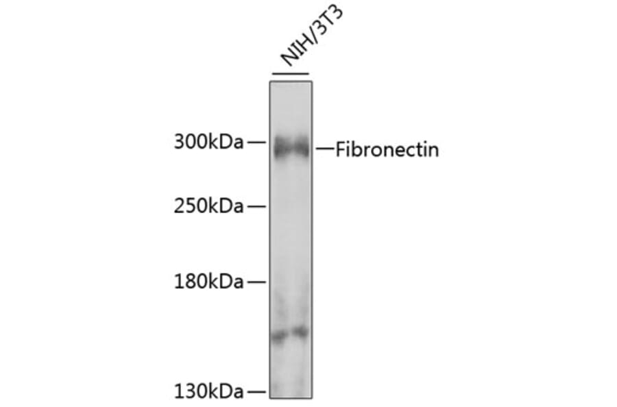 Western Blot - Anti-Fibronectin Antibody (A12128) - Antibodies.com