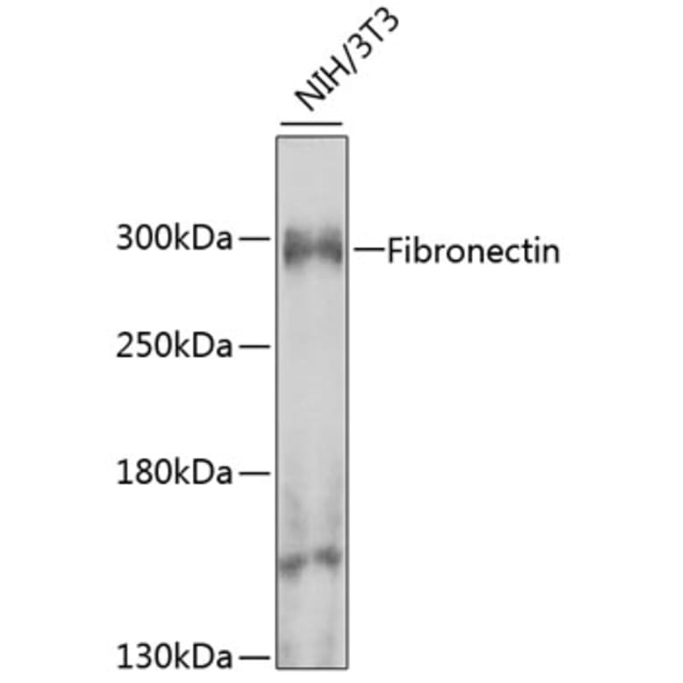 Western Blot - Anti-Fibronectin Antibody (A12128) - Antibodies.com