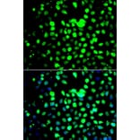 Immunofluorescence - Anti-ZBTB25 Antibody (A7501) - Antibodies.com
