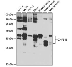 Western Blot - Anti-ZNF346 Antibody (A12130) - Antibodies.com