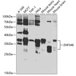 Western Blot - Anti-ZNF346 Antibody (A12130) - Antibodies.com