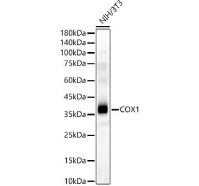 Western Blot - Anti-MTCO1 Antibody (A12131) - Antibodies.com