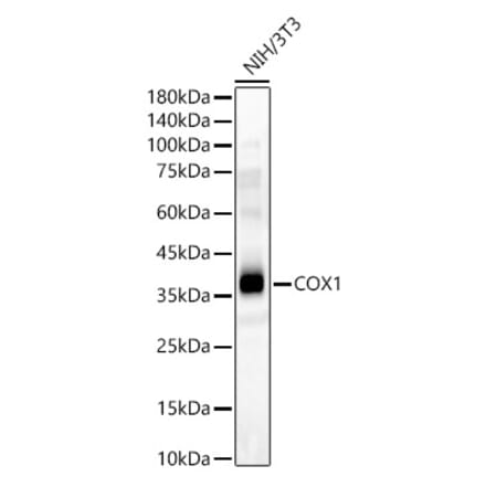 Western Blot - Anti-MTCO1 Antibody (A12131) - Antibodies.com