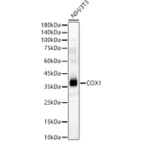 Western Blot - Anti-MTCO1 Antibody (A12131) - Antibodies.com