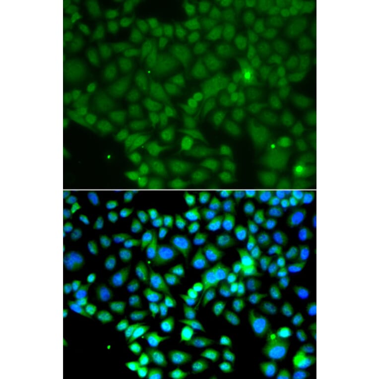 Immunofluorescence - Anti-FRK Antibody (A7556) - Antibodies.com