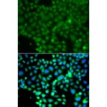 Immunofluorescence - Anti-FRK Antibody (A7556) - Antibodies.com