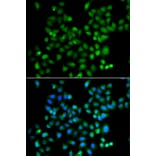 Immunofluorescence - Anti-ZSCAN26 Antibody (A7571) - Antibodies.com