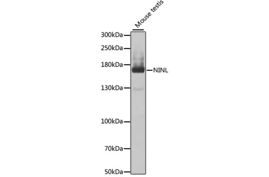 Western Blot - Anti-NINL Antibody (A12139) - Antibodies.com