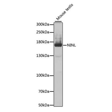 Western Blot - Anti-NINL Antibody (A12139) - Antibodies.com