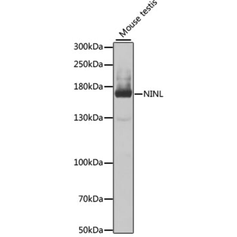 Western Blot - Anti-NINL Antibody (A12139) - Antibodies.com
