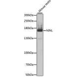 Western Blot - Anti-NINL Antibody (A12139) - Antibodies.com