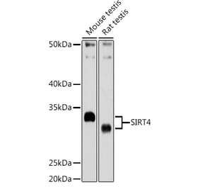 Western Blot - Anti-SIRT4 Antibody (A12140) - Antibodies.com