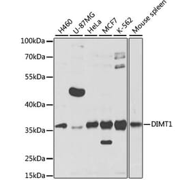 Western Blot - Anti-DIMT1L Antibody (A12142) - Antibodies.com