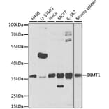 Western Blot - Anti-DIMT1L Antibody (A12142) - Antibodies.com