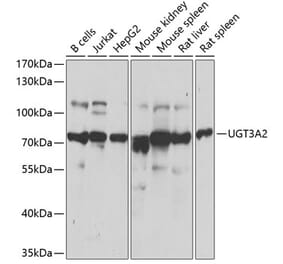 Western Blot - Anti-UGT3A2 Antibody (A12147) - Antibodies.com