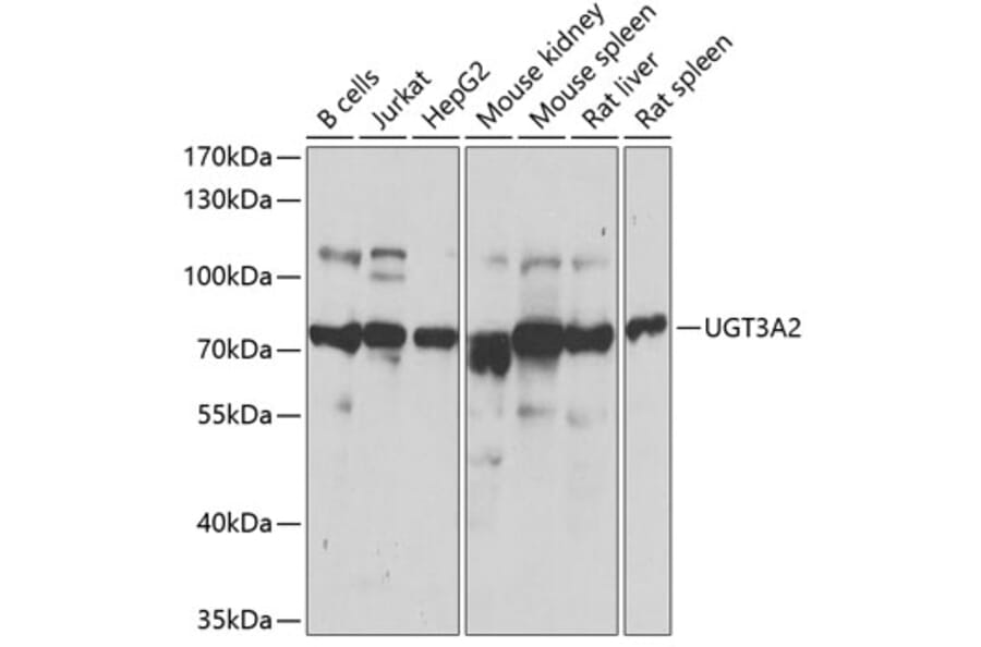 Western Blot - Anti-UGT3A2 Antibody (A12147) - Antibodies.com