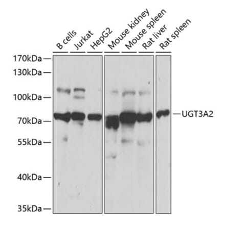 Western Blot - Anti-UGT3A2 Antibody (A12147) - Antibodies.com