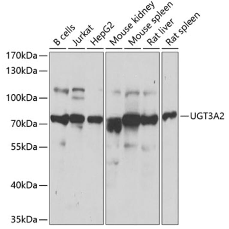 Western Blot - Anti-UGT3A2 Antibody (A12147) - Antibodies.com