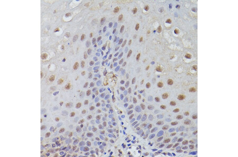 Immunohistochemistry - Anti-TET3 Antibody (A12148) - Antibodies.com