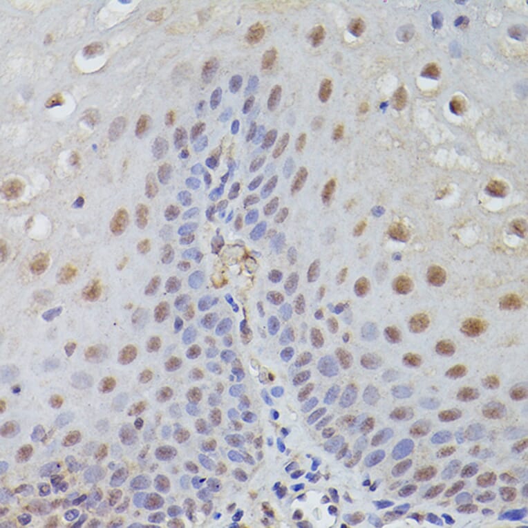 Immunohistochemistry - Anti-TET3 Antibody (A12148) - Antibodies.com