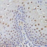 Immunohistochemistry - Anti-TET3 Antibody (A12148) - Antibodies.com