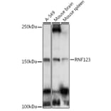 Western Blot - Anti-RNF123 Antibody (A12150) - Antibodies.com