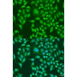 Immunofluorescence - Anti-CENPQ Antibody (A7628) - Antibodies.com