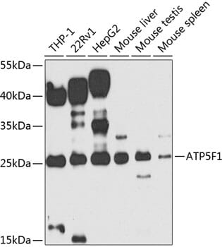 Western blot analysis of extracts of various cell lines, using Anti-ATP5F1 Antibody (A7645) at 1:1,000 dilution. Secondary antibody: Goat Anti-Rabbit IgG (H+L) (HRP) (AS014) at 1:10,000 dilution. Lysates / proteins: 25µg per lane. Blocking buffer: 3% non-fat dry milk in TBST. Detection: ECL Enhanced Kit (RM00021). Exposure time: 60s.