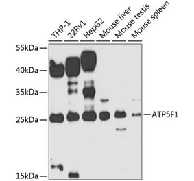 Western Blot - Anti-ATP5F1 Antibody (A12155) - Antibodies.com