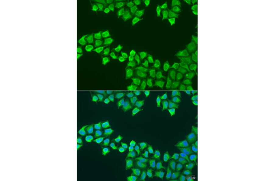 Immunofluorescence - Anti-ATP5F1 Antibody (A12155) - Antibodies.com