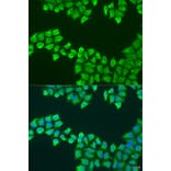 Immunofluorescence - Anti-ATP5F1 Antibody (A12155) - Antibodies.com