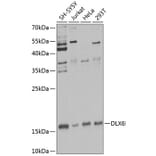 Western Blot - Anti-Dlx6 Antibody (A12157) - Antibodies.com