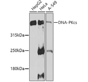 Western Blot - Anti-DNA PKcs Antibody (A12159) - Antibodies.com