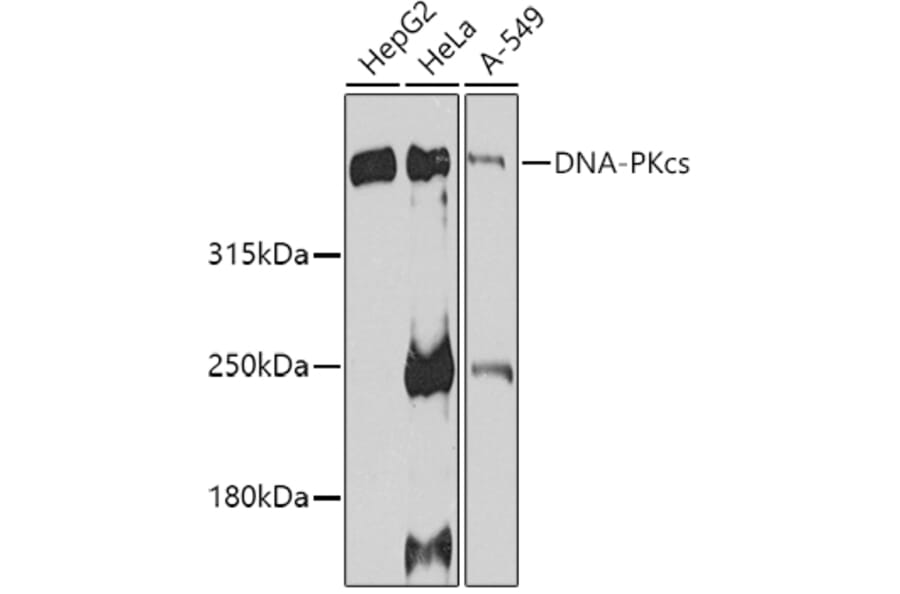 Western Blot - Anti-DNA PKcs Antibody (A12159) - Antibodies.com