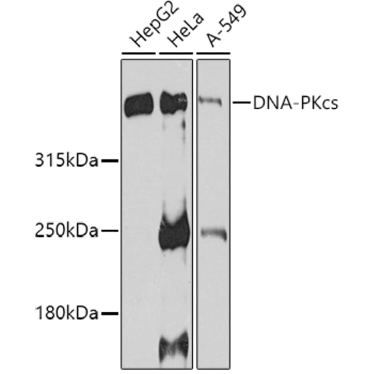 Western Blot - Anti-DNA PKcs Antibody (A12159) - Antibodies.com