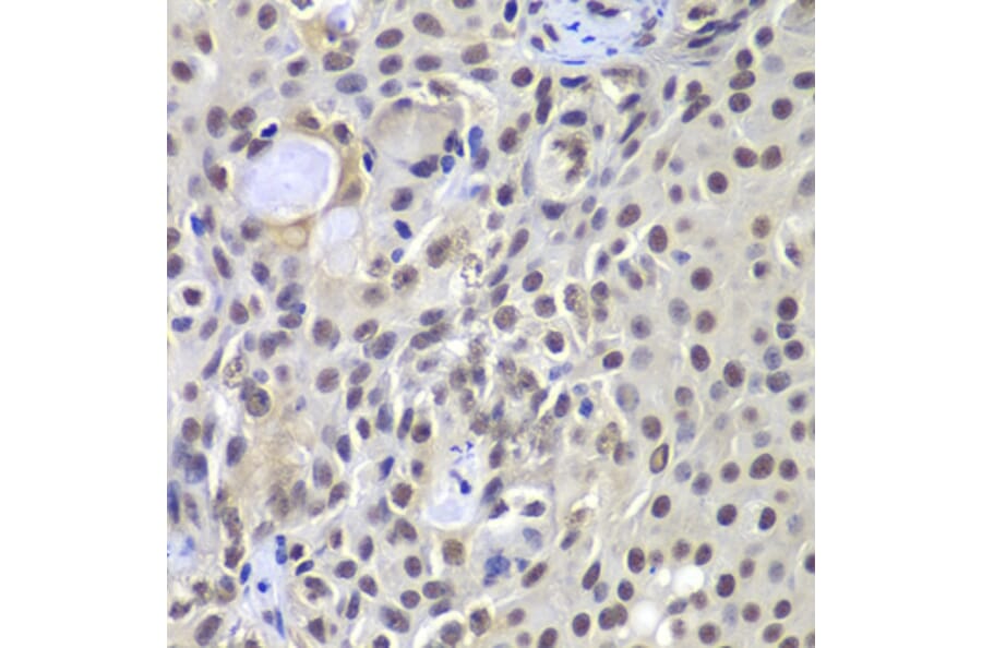 Immunohistochemistry - Anti-DNA PKcs Antibody (A12159) - Antibodies.com