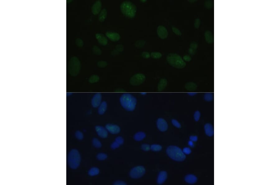 Immunofluorescence - Anti-DNA PKcs Antibody (A12159) - Antibodies.com