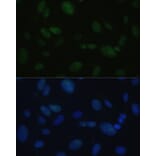 Immunofluorescence - Anti-DNA PKcs Antibody (A12159) - Antibodies.com