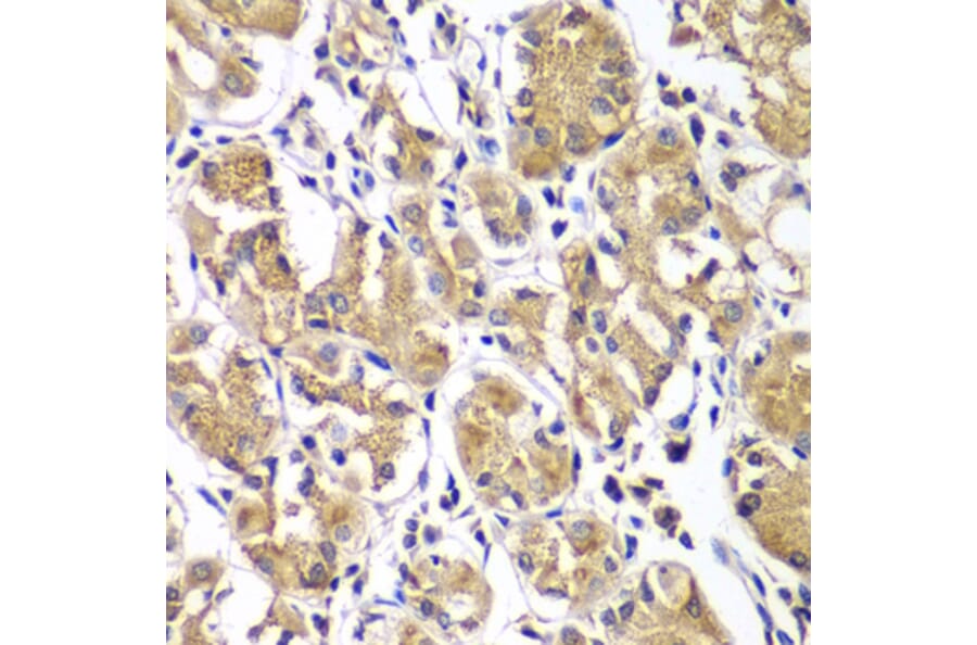Immunohistochemistry - Anti-DGKE Antibody (A7752) - Antibodies.com