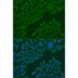 Immunofluorescence - Anti-B3GALNT1 Antibody (A7755) - Antibodies.com