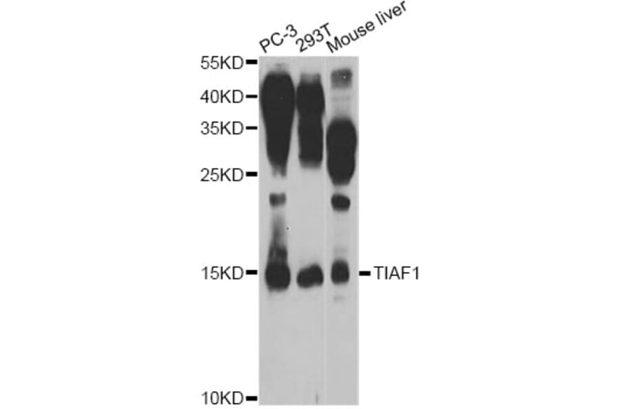 Western Blot - Anti-TIAF1 Antibody (A7762) - Antibodies.com