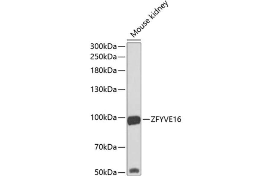 Western Blot - Anti-Endofin Antibody (A12166) - Antibodies.com